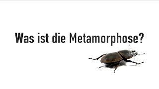 Was ist die Metamorphose 🐛 🦋 [upl. by Naelcm]