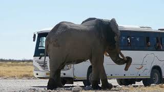 Bull Elephant largest in the world  Etosha National Park  Namibia  2017 [upl. by Idoux]