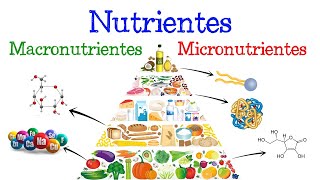 💥 Nutrientes Macronutrientes y Micronutrientes 💥 ¿Qué son Fácil y Rápido  BIOLOGÍA [upl. by Seek576]