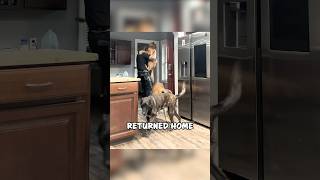 Cop Comes Home to the Sweetest Reunion With His Dog 🐾❤️ shorts [upl. by Adlihtam]