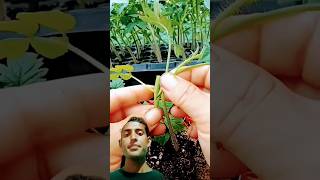 Tomato grafting technique shorts youtubeshorts satisfying gardeningtips farming harvesting [upl. by Ettenil]