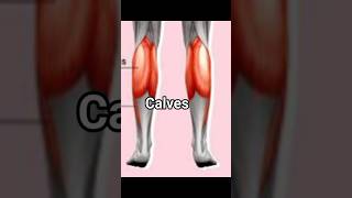 calves home workout without equipment [upl. by Cantlon]