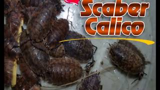 Porcellio Scaber quotCalicoquot [upl. by Bobine]