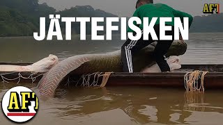 Här dyker Amazonas största fisk upp igen [upl. by Platus652]