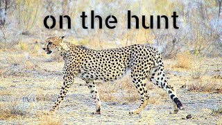 Etosha Part 4 Cheetah Spotting [upl. by Otilia402]