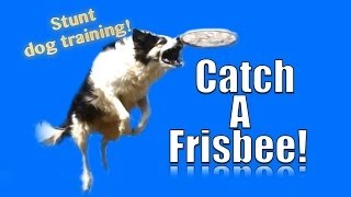 How to Teach your Dog to Catch a Frisbee in the Air [upl. by Lytsirk]