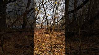 Waldspaziergang  Gellen amp Schwarzer Peter  bei Neuendorf auf der Insel Hiddensee  03122024 1k [upl. by Pavlish]