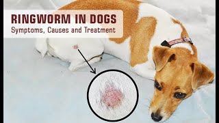 Ringworm in Dogs Symptoms Causes and Treatment  DiscountPetCare [upl. by Annamaria]