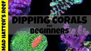 Dipping Corals for Beginners [upl. by Williamsen741]