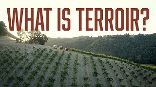 What is Terroir [upl. by Eirrok]