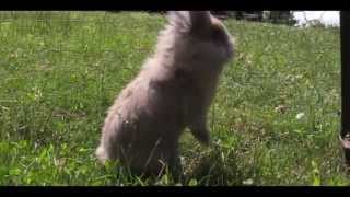 Baby Lionhead Bunnies age progression  HD 720P [upl. by Rakia391]