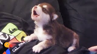 Malamute Husky Puppy Howling for the First Time  The Dodo [upl. by Rhyner]