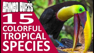 Gringo Curts Restaurant Bird Feeder  Tropical Jungle Birds [upl. by Lawtun]