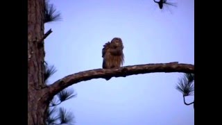 Two Barred Owls Hooting [upl. by Duncan]