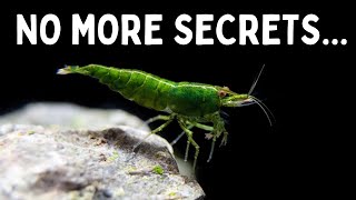 Everything You Should Know Before You Get Shrimp 7 Tips for Keeping Shrimp in an Aquarium [upl. by Cutler]