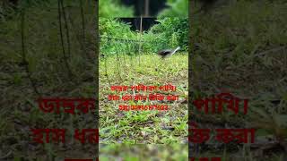 Original China bird trap huntingdahuk dhora fadhash dhora fadwaterhen bird trap hunting [upl. by Nylqcaj463]