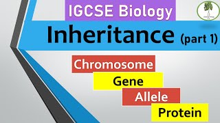 inheritance part 1 Chromosomes genes alleles IGCSE biology [upl. by Feld]