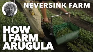 How I Farm Arugula  One of our Top Crops [upl. by Halla]