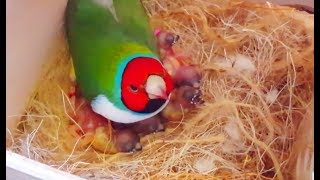 Gouldian finches Breeding  Best Collective Video 2  Birds Likers [upl. by Farra]