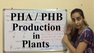 PHA production in plants  How PHA is produced in plants  Science Land [upl. by Swanhilda]