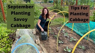 September Planting Savoy Cabbage  Tips For Planting Cabbage  Allotment Gardening UK 2021 [upl. by Hotze789]