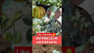 Zinc deficiency diseases in plants जिंक zink agriculture farming plants [upl. by Anekam]