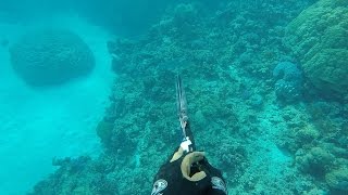 Spearfishing Cooktown  Australia [upl. by Eendyc]