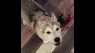 Husky howling compilation [upl. by Demha]