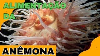 ANÊMONA se alimentando  Alimentação da anêmona  Anemonas no aquario marinho [upl. by Durrej411]