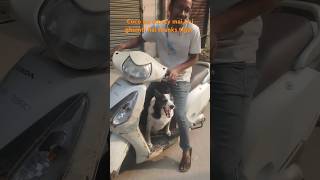 Coco or scooty voiceofanimals1 streetdog streetcat adoption cowsvideo peigeon petlover [upl. by Ev187]