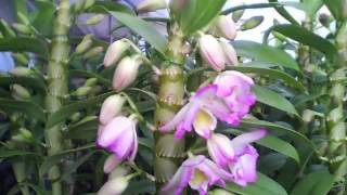 Timelapse blooming dendrobium DenFancy Heart Jolie [upl. by Bobbe590]