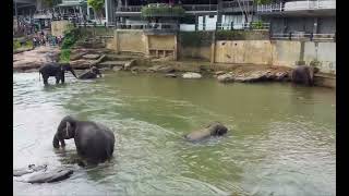 Pinnawala Elephant Orphanage part 3 [upl. by Eniruam242]