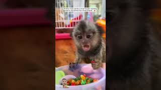 Cute Marmoset monkey animals pets marmoset [upl. by Aicats]