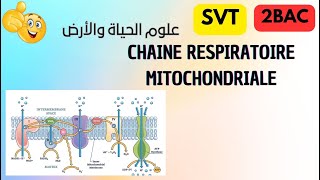 2 bac svt et pc  chaine respiratoire mitochondriale svt science [upl. by Khalil]