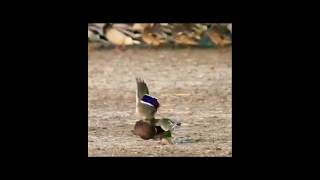 Must Watch birds animals hunts nature wildlife amazing shorts youtubeshorts [upl. by Aiselad425]