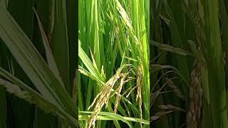 వరి పొలం  paddy  oryza sativa poaceae family దివి సీమ అందాలు [upl. by Hudnut]