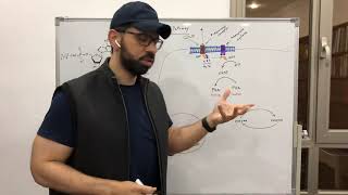 Cyclic AMP Pathway [upl. by Margaux]