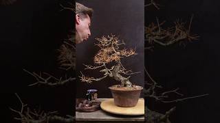 Larch Bonsai transformation Winter Maintenance [upl. by Adelaida]