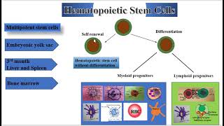 Hematopoietic Stem Cells [upl. by Eddi]