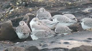 Sanderling Calidris alba Brouwersdam ZH the Netherlands 22 Nov 2024 22 [upl. by Galanti]