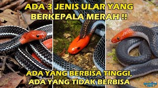 Perbedaan 3 Ular Berkepala Merah Calliophis bivirgatus Bungarus flaviceps dan Calamaria schlegeli [upl. by Alfi]