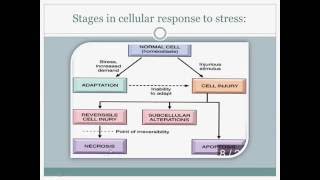 Pathology Introduction Cell injury Hypertrophy and Hyperplasia Lecture1 [upl. by Barra125]