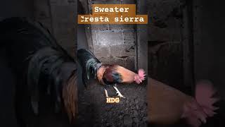 Sweater cresta sierra [upl. by Bessie]