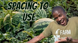 How to plant watermelon seeds and the spacing to use [upl. by Nay205]