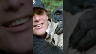 Gorilla reunited with his owner after spending years apart animals [upl. by Shreeves872]