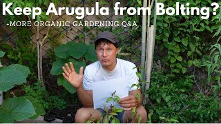 How to Keep Arugula from Bolting amp More Organic Gardening QampA [upl. by Harrak]