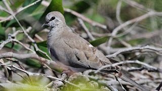 Namaqua dove  Oena capensis Linnaeus 1766  Cyprus [upl. by Assyla]