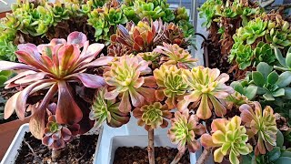 AEONIUM SUKULENT BAKIMI 🌱SUKULENTLERDE GÜNEŞ YANIKLARI GELİŞİM MEVSİMİ [upl. by Gaves]