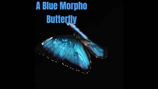 A blue morpho butterfly [upl. by Norabal]