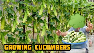 5 Tips to Grow Cucumbers in Container  grow cucumbers in pots  vertically growing cucumbers [upl. by Malynda]